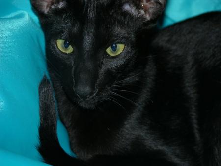 Anakin aime beaucoup le nouveau pouf de Camille