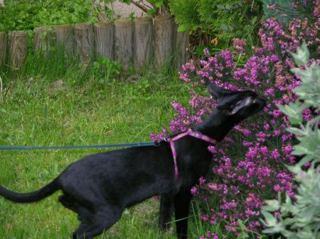 ouah les belles fleurs qui sentent bon !!!!!!