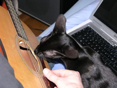 Il croque les cordes... un vrai scat cat