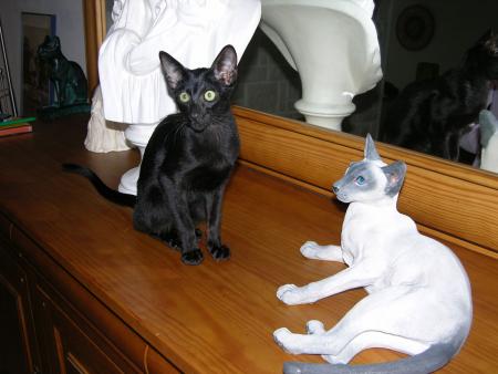 Anakin est très intrigué par ce chat qui ne bouge pas...