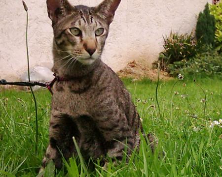 Le Roi Léon, mon premier oriental